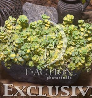 botanic stock photo Sedum