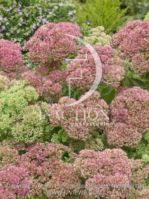 botanic stock photo Sedum