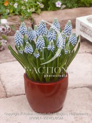 botanic stock photo Muscari