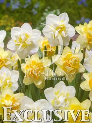 botanic stock photo Narcissus
