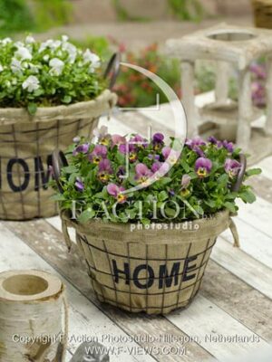 botanic stock photo Viola
