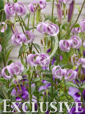 botanic stock photo Lilium