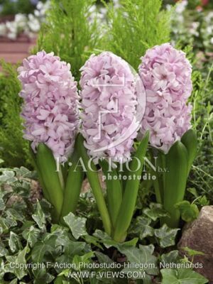 botanic stock photo Hyacinthus