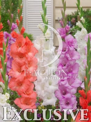 botanic stock photo Gladiolus