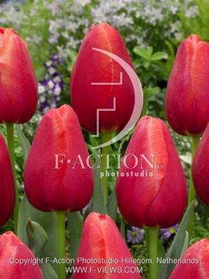 botanic stock photo Tulipa