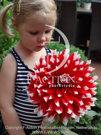 botanic stock photo Dahlia