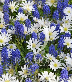 botanic stock photo Anemone