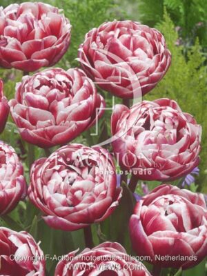 botanic stock photo Tulipa
