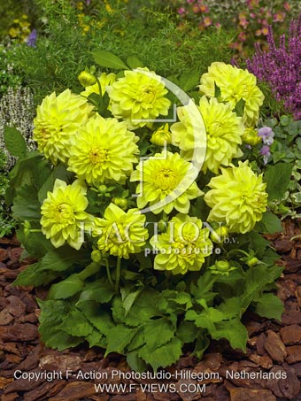 botanic stock photo Dahlia