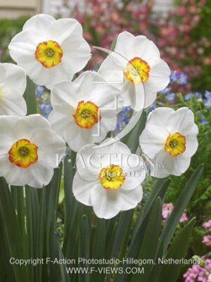 botanic stock photo Narcissus