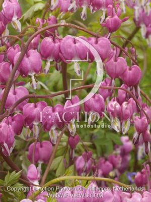 botanic stock photo Dicentra