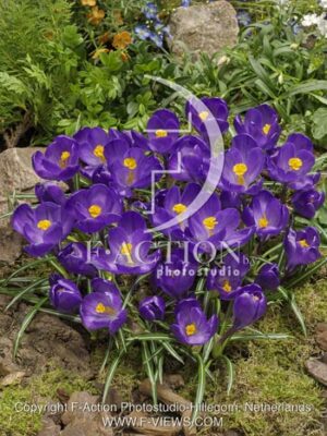 botanic stock photo Crocus