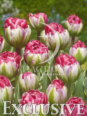 botanic stock photo Tulipa