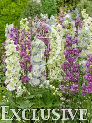 botanic stock photo Delphinium
