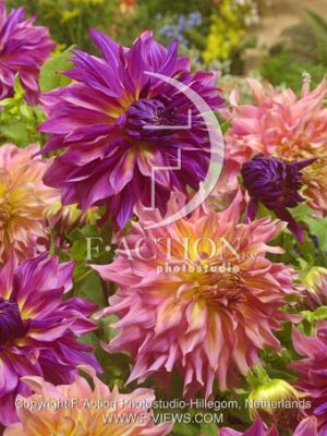 botanic stock photo Dahlia