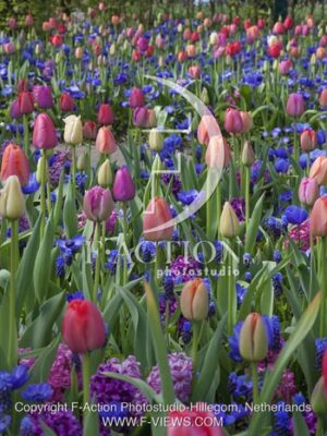 botanic stock photo Spring Garden