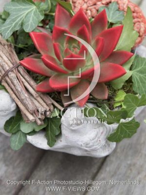 botanic stock photo Sempervivum
