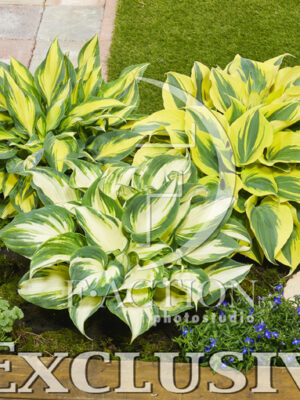 botanic stock photo Hosta