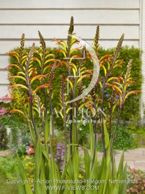 botanic stock photo Chasmanthe