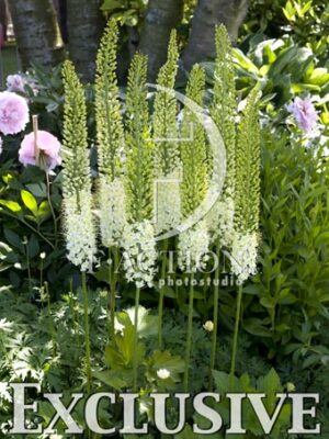botanic stock photo Eremurus