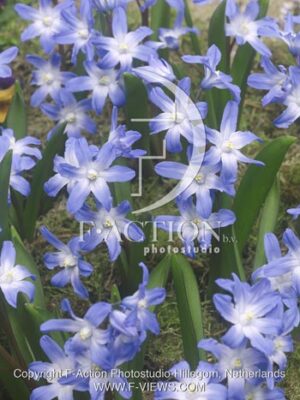 botanic stock photo Chionodoxa