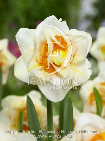 botanic stock photo Narcissus