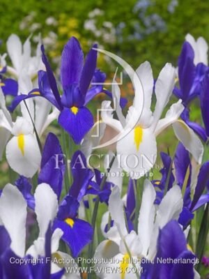 botanic stock photo Iris