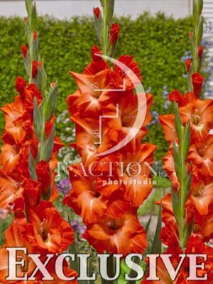 botanic stock photo Gladiolus