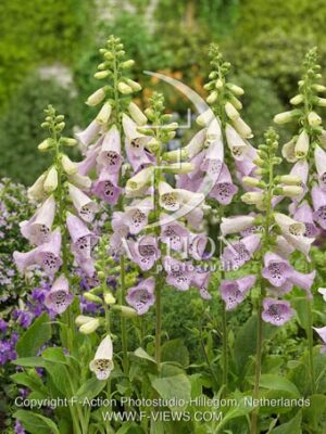 botanic stock photo Digitalis