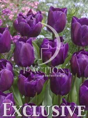 botanic stock photo Tulipa