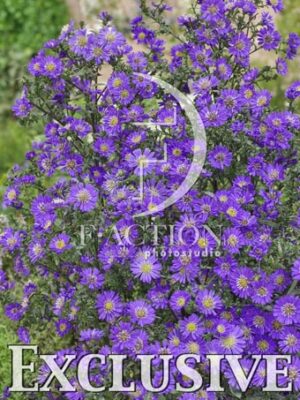 botanic stock photo Aster
