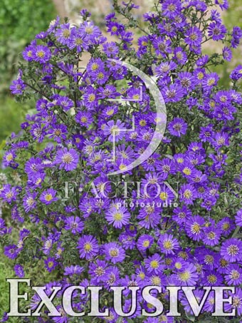 botanic stock photo Aster