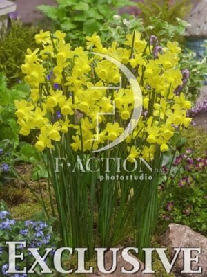 botanic stock photo Narcissus
