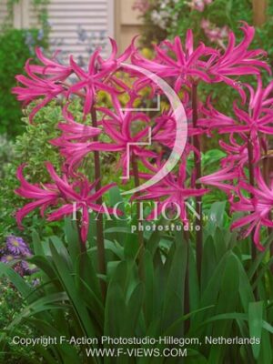 botanic stock photo Amarine