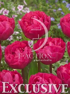 botanic stock photo Tulipa