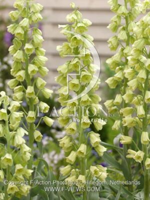 botanic stock photo Fritillaria