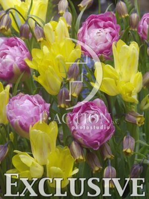 botanic stock photo Mixed
