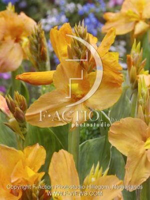 botanic stock photo Canna