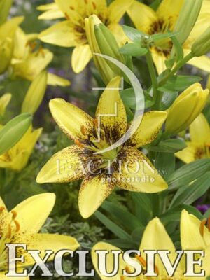 botanic stock photo Lilium