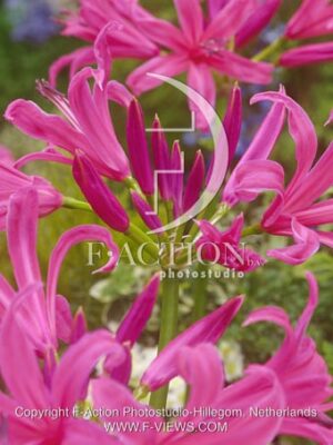 botanic stock photo Nerine