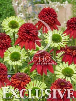 botanic stock photo Echinacea