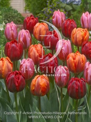 botanic stock photo Tulipa