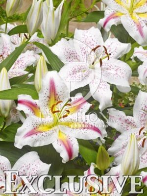 botanic stock photo Lilium
