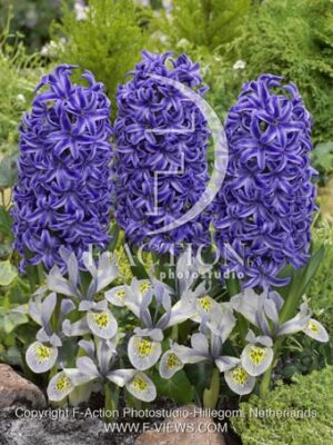 botanic stock photo Hyacinthus