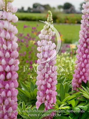 botanic stock photo Lupinus