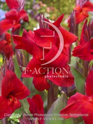 botanic stock photo Canna