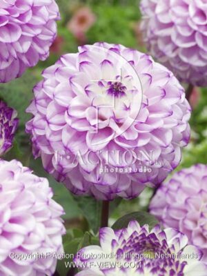 botanic stock photo Dahlia