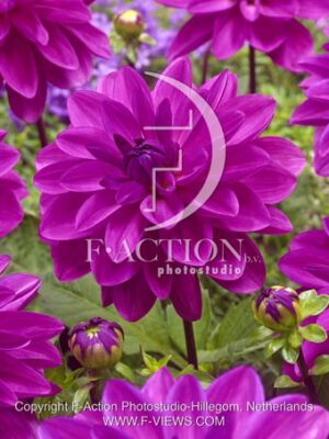 botanic stock photo Dahlia