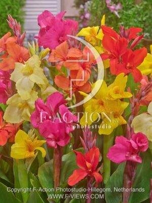 botanic stock photo Canna