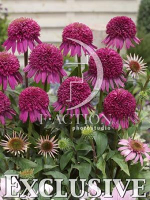 botanic stock photo Echinacea